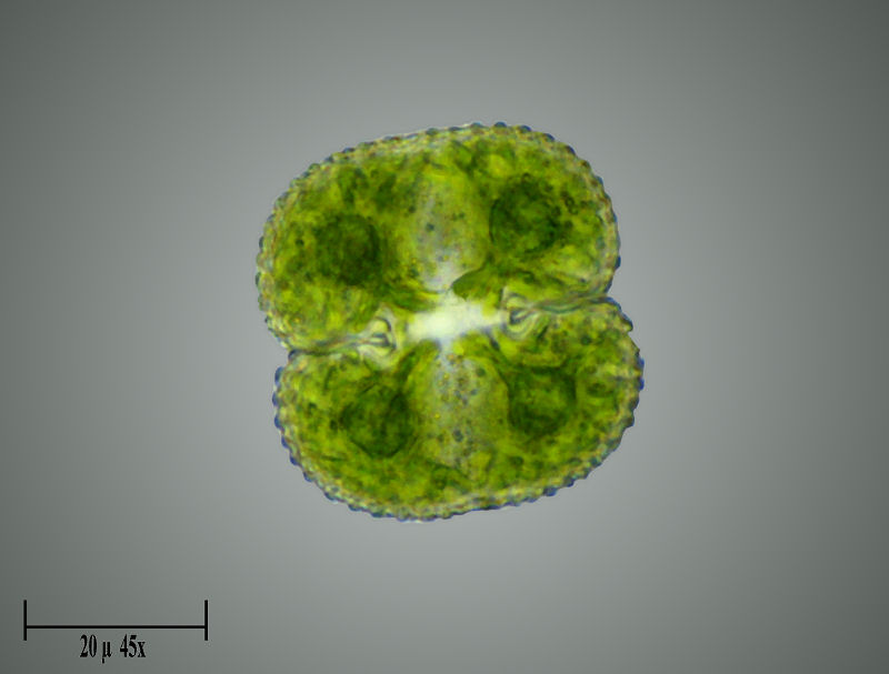 Cosmarium reniforme