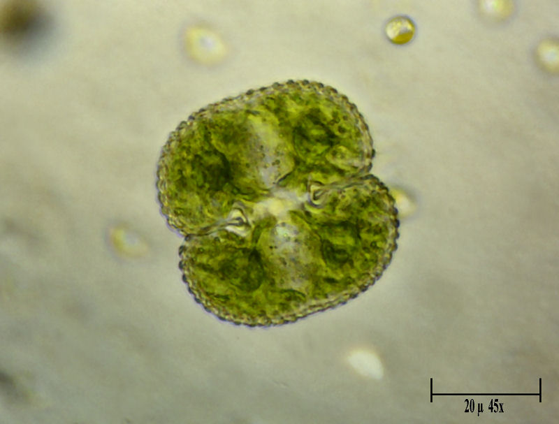 Cosmarium reniforme