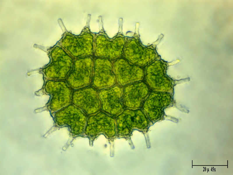 Pediastrum boryanum