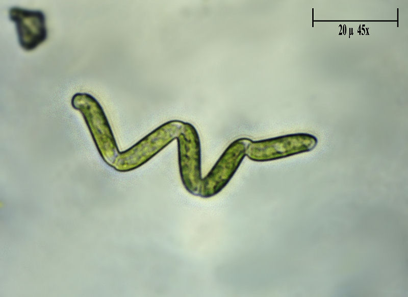 Spirulina si, spirulina no