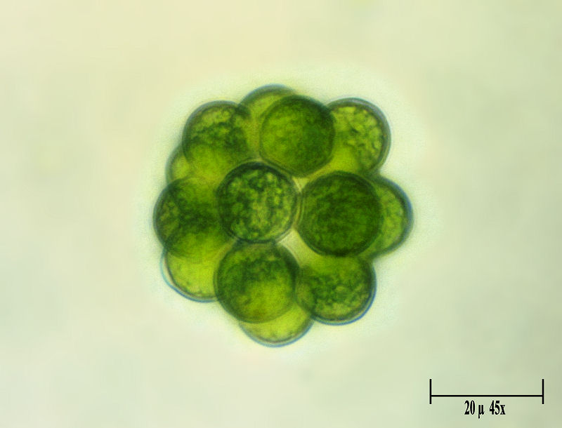 Coelastrum microporum