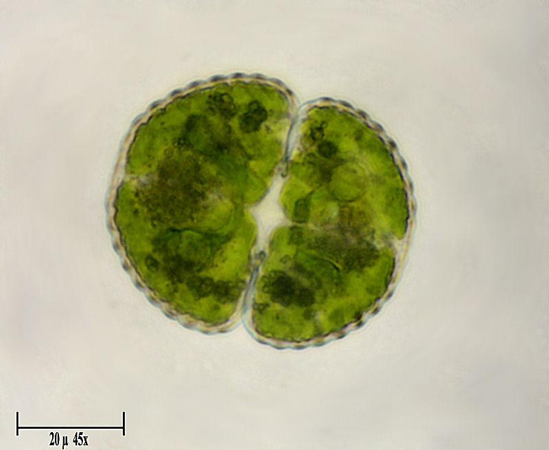 Cosmarium sp.