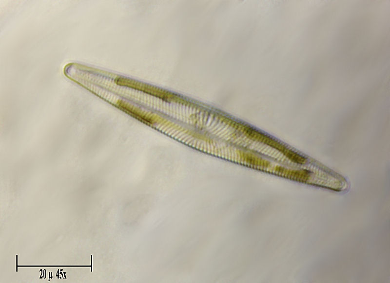 Navicula sp.