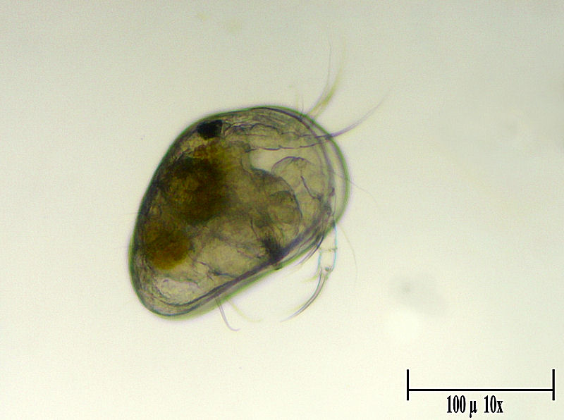 Ostracode