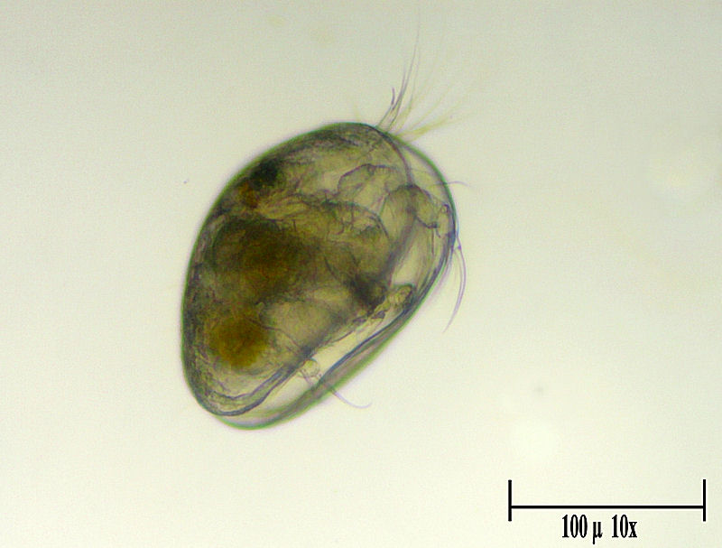 Ostracode