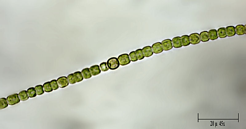 Nostoc sp.