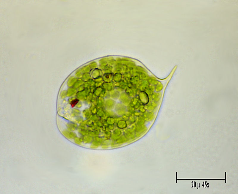 Phacus sp.
