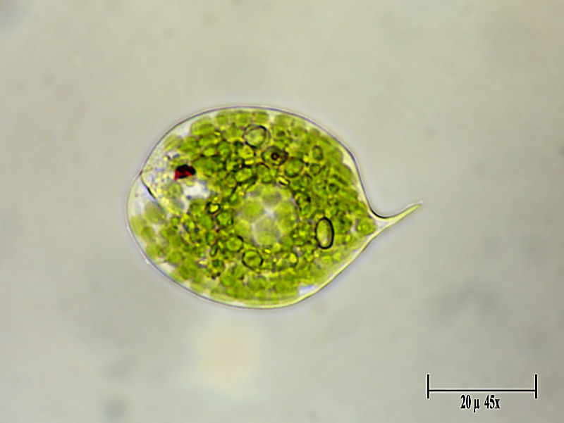 Phacus sp.