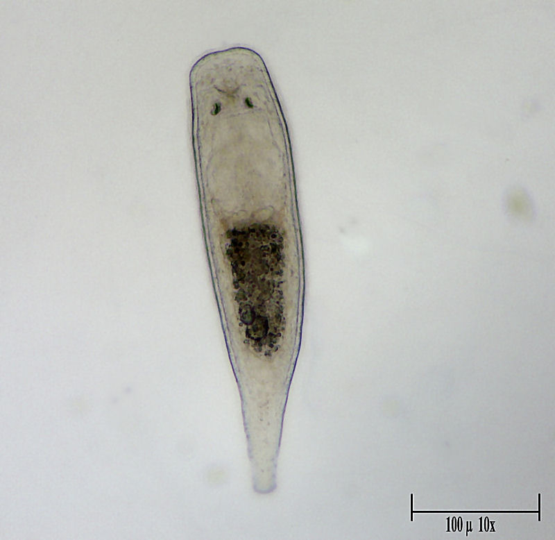 Castrella truncata