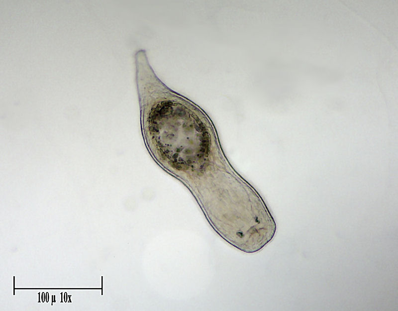 Castrella truncata