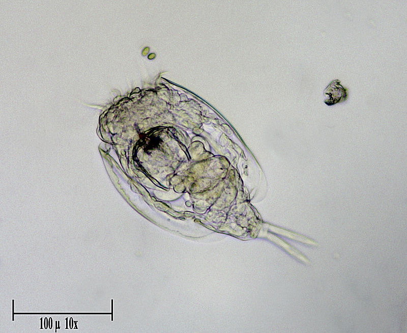 Lepadella sp.