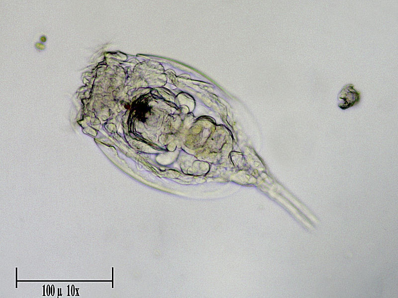 Lepadella sp.