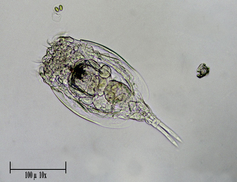 Lepadella sp.