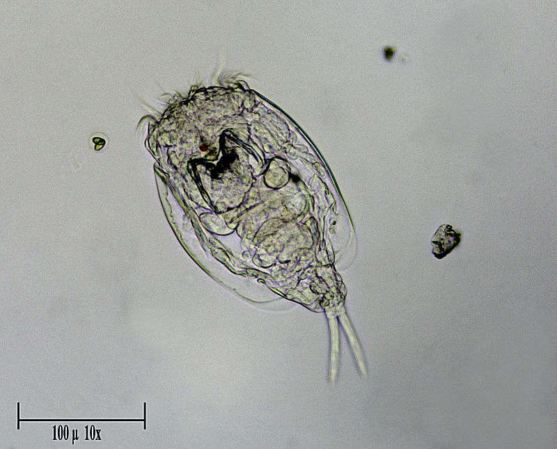 Lepadella sp.