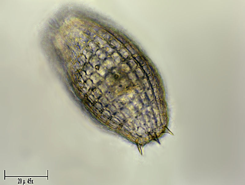 Coleps hirtus