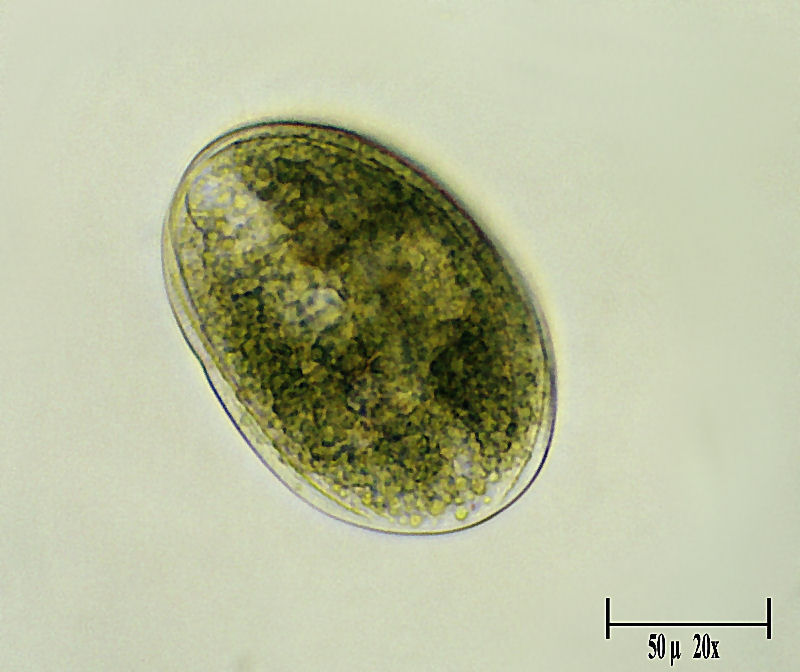 Pseudomicrothorax sp.  ??????????? molto forse