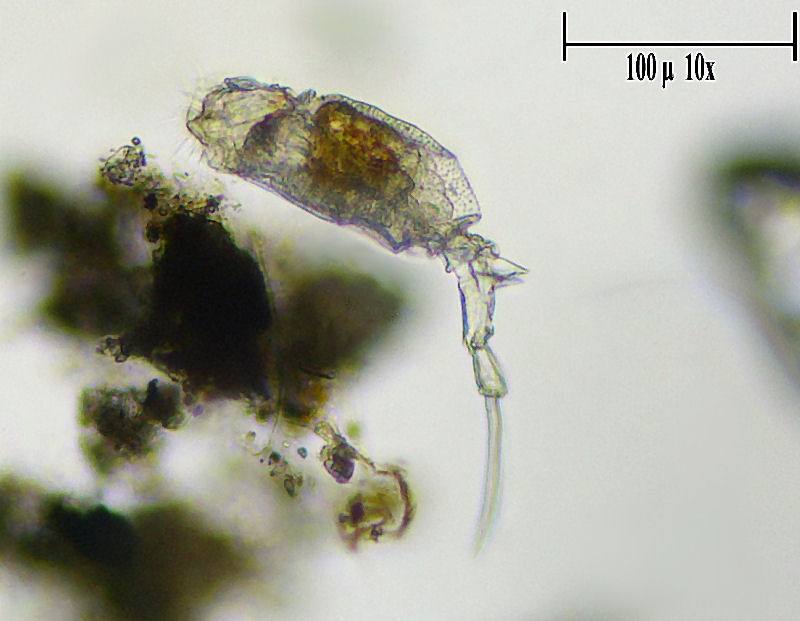Trichotria tetractis