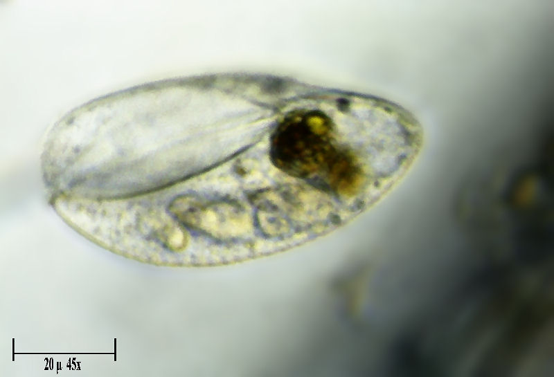Lembadion sp.