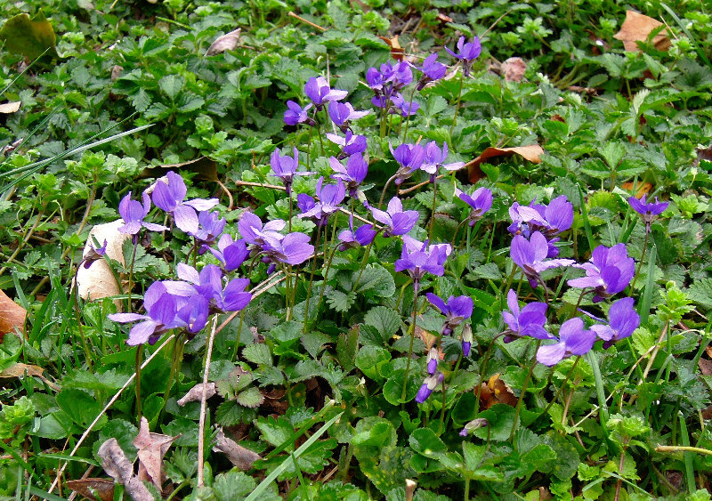 Un petalo di Viola odorata