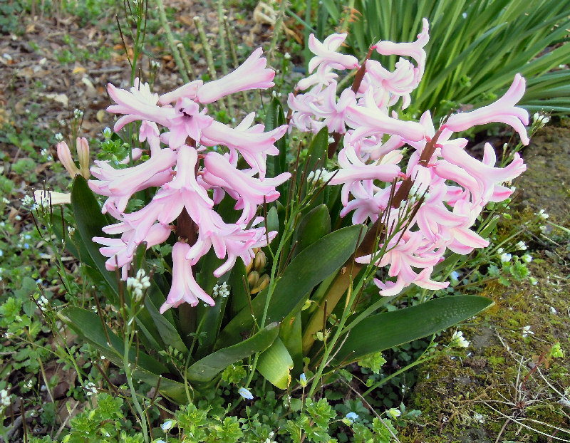 da una foglia di Hyacinthus orientalis
