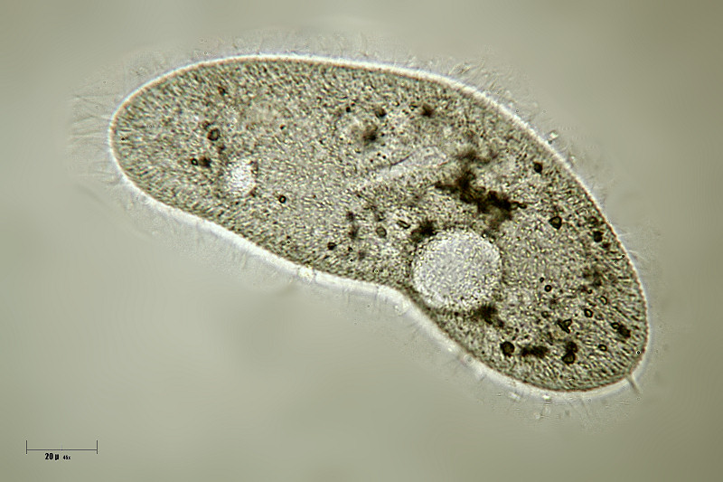 Paramecium sp.