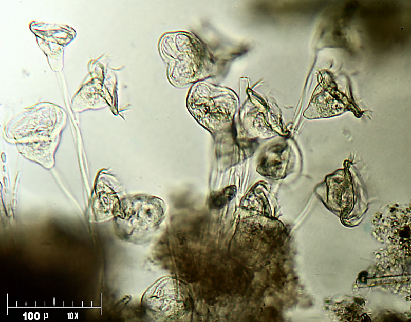 Zoothamnium sp.