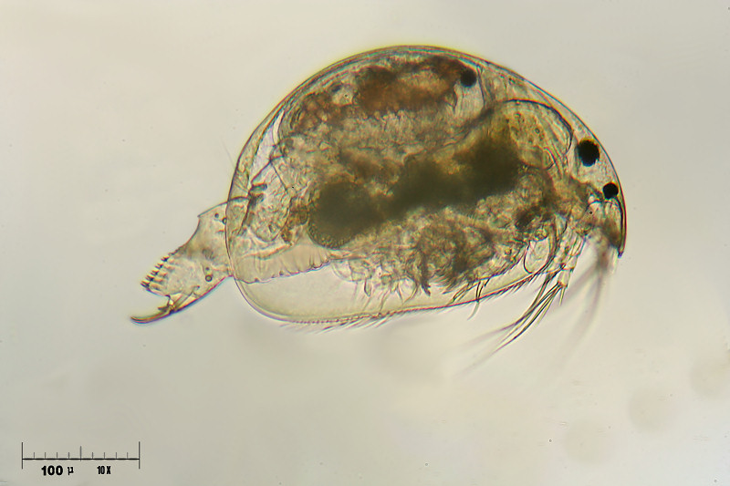 Chydorus sp.  con uova [Alona]