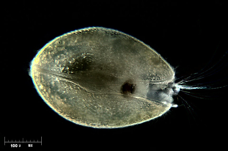 ostracode