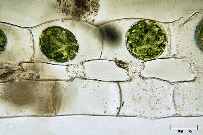 Spirogyra sp. in coniugazione
