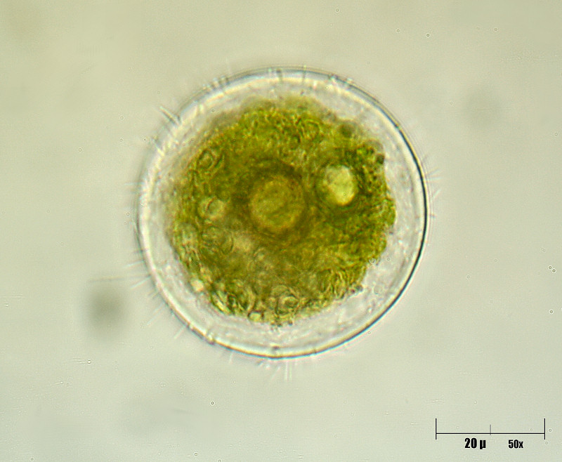 Spirogyra sp. in coniugazione