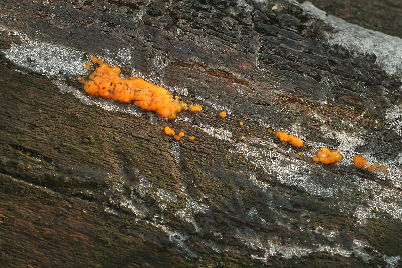 Dacrymyces ???