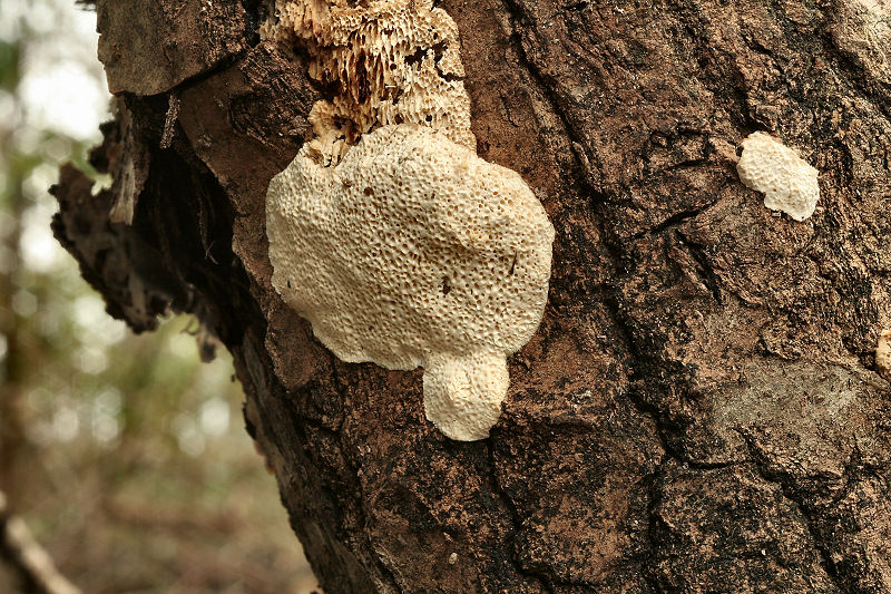 su un ramo morto di pioppo (Trametes trogii)