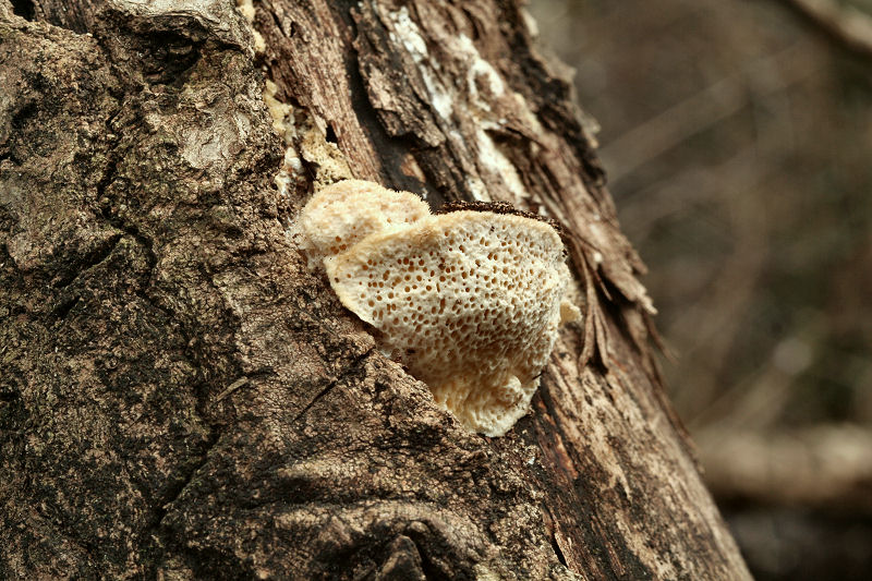 su un ramo morto di pioppo (Trametes trogii)