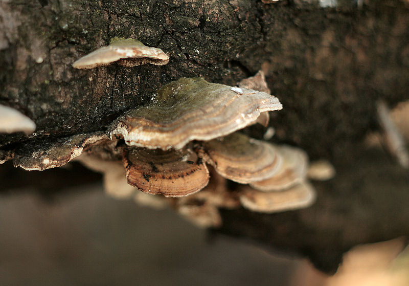 Trametes versicolor ???