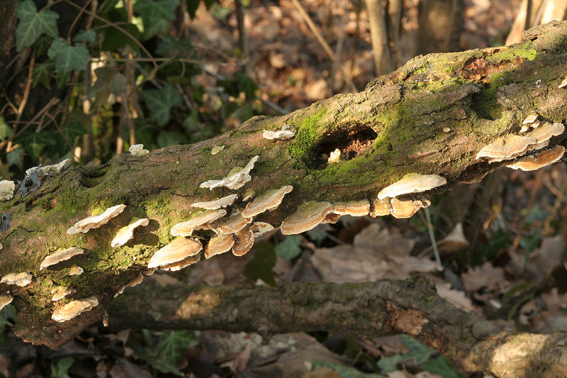 Trametes versicolor ???