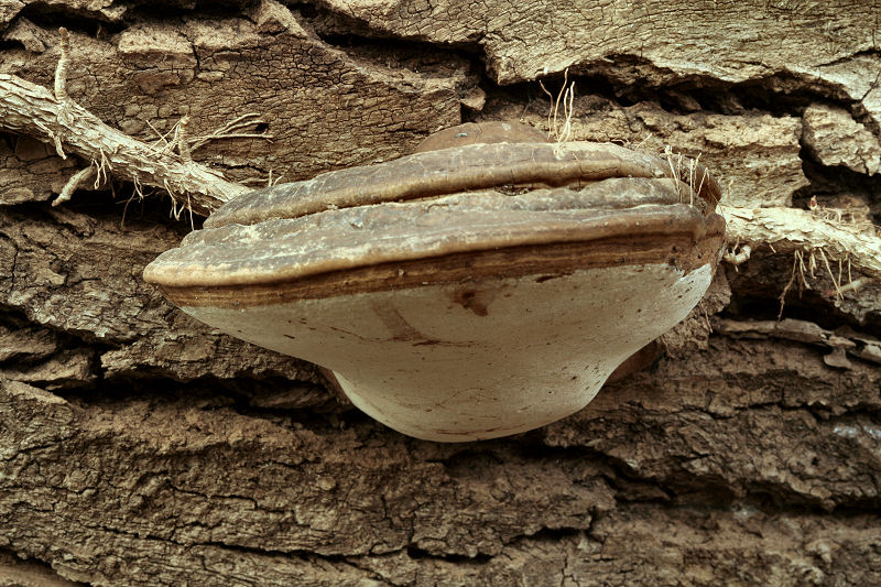 G.adspersum o G.applanatum? (Ganoderma adspersum)