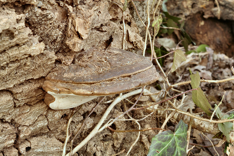 G.adspersum o G.applanatum? (Ganoderma adspersum)