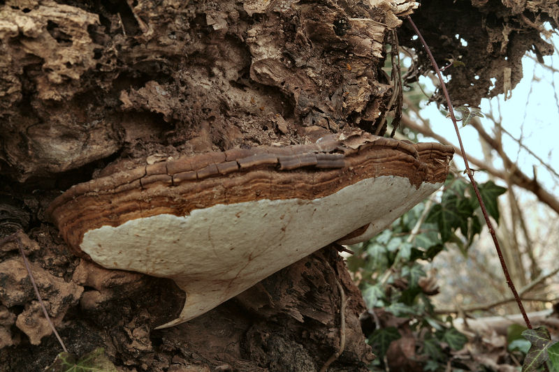 G.adspersum o G.applanatum? (Ganoderma adspersum)