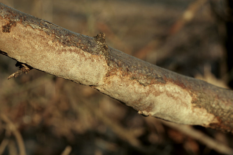 su un ramo morto di nocciolo (Phellinus punctatus)