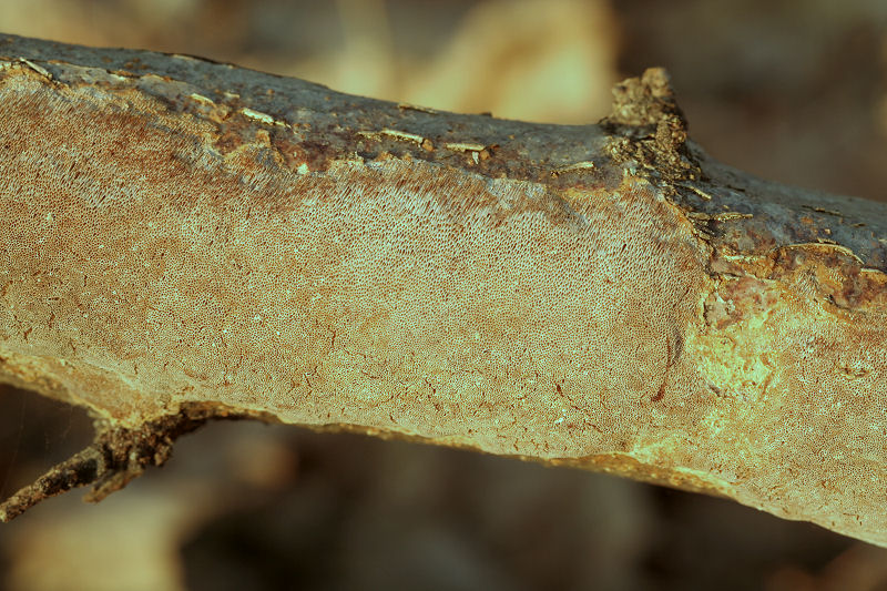 su un ramo morto di nocciolo (Phellinus punctatus)