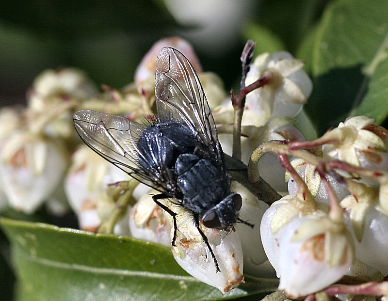 Calliphora vicina ???