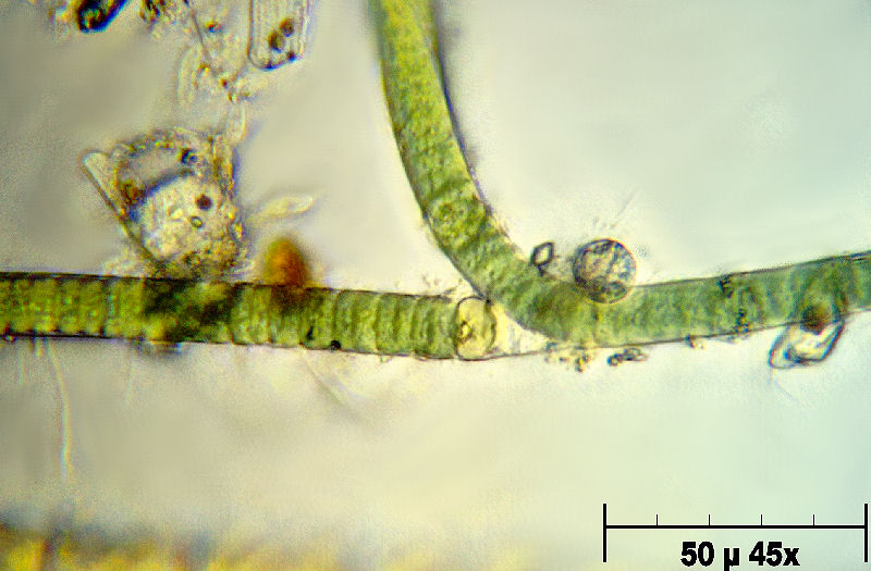 Tolypothrix sp.