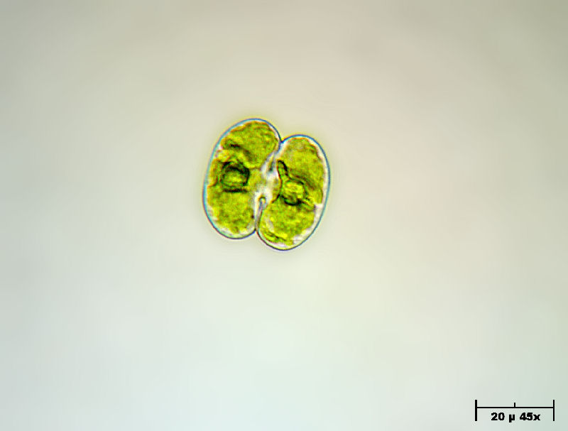 Cosmarium bioculatum