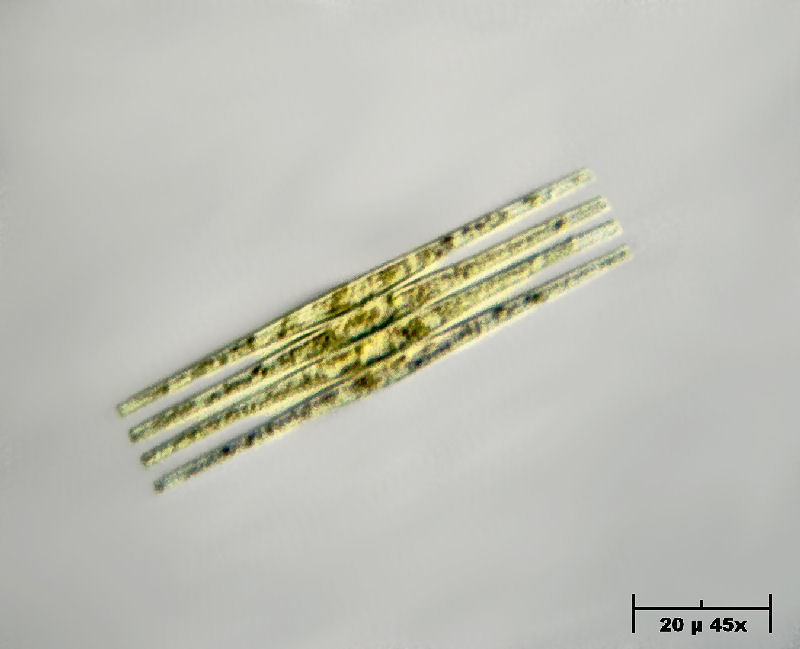 Fragilaria crotonensis