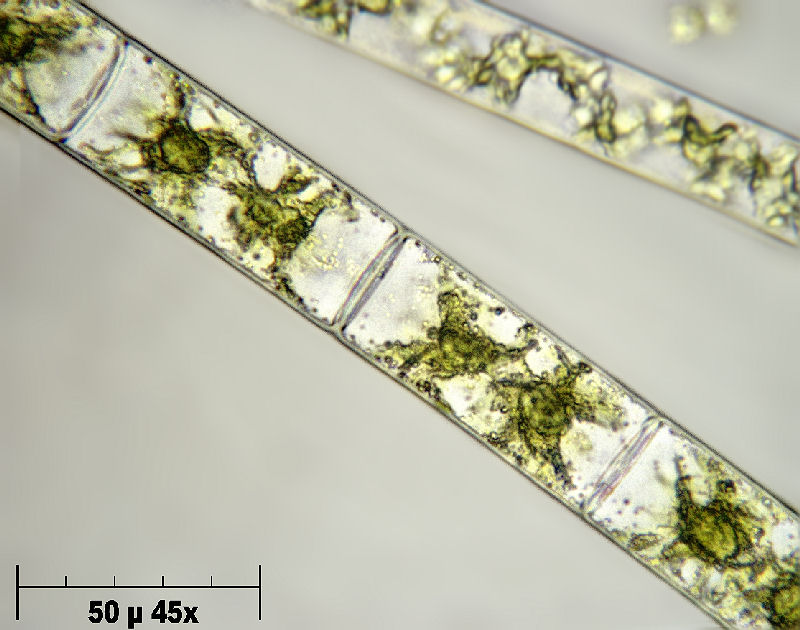 Zygnema sp.