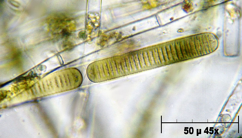 Phormidium sp.