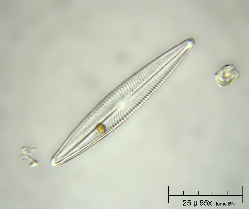 Navicula radiosa