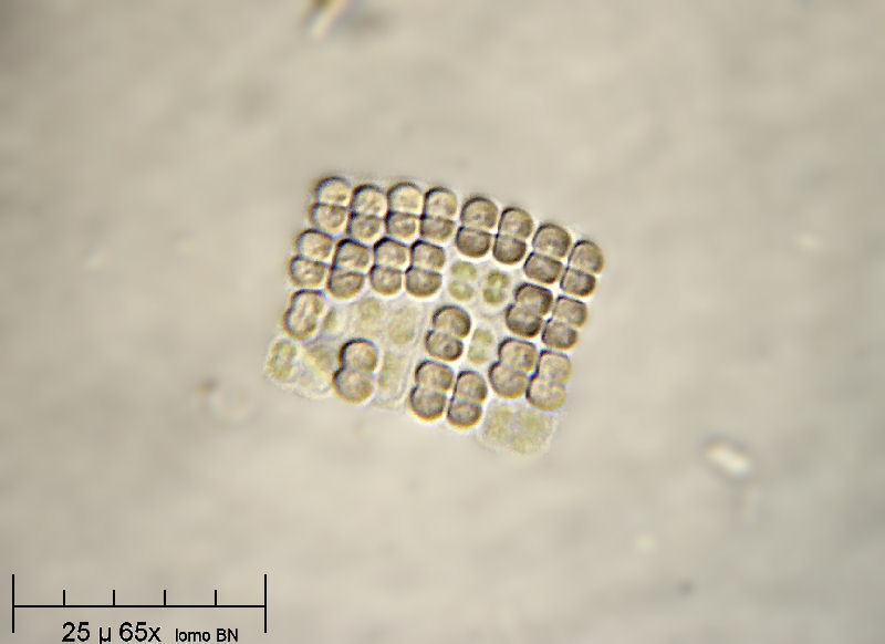 Merismopedia sp.