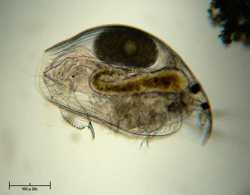 Pleuroxus trigonellus