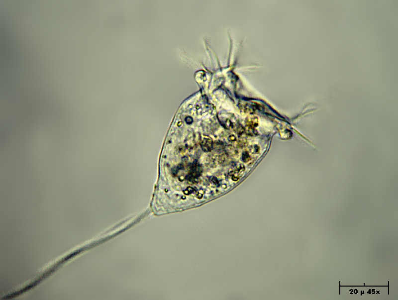 Vorticella sp.
